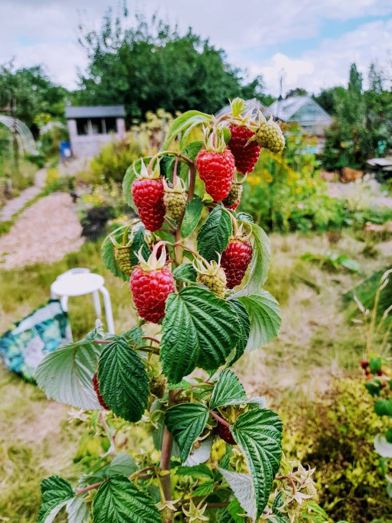 The current image has no alternative text. The file name is: 20220820_121738.jpg